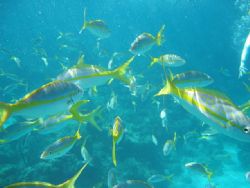 Image taken at about 10 feet depth while snorkelling in C... by Merv Carr 